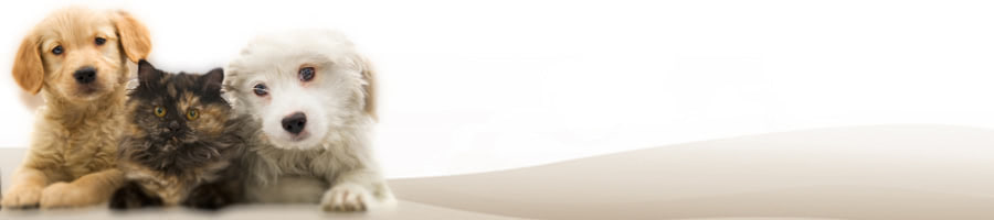 �����̐����I�炪������y�b�g�Ɗy���߂�X�|�[�c